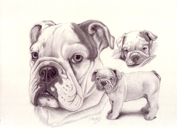 Bulldog commission