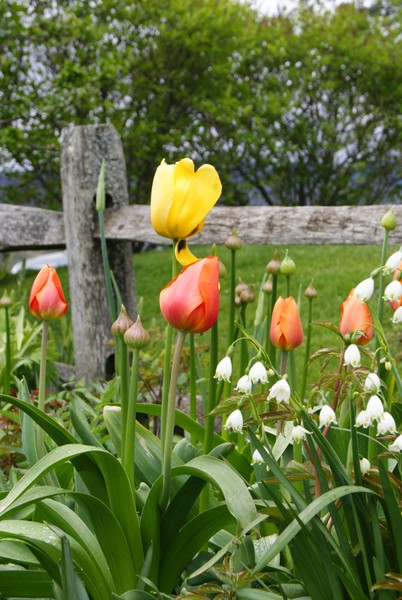 Country Tulips