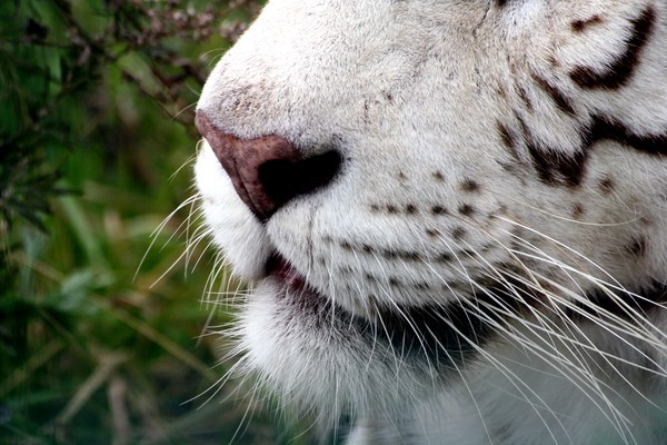 White muzzle