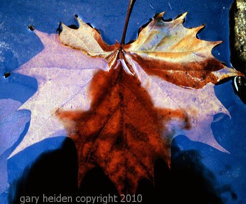 self portrait  the artist g.heiden found in nature