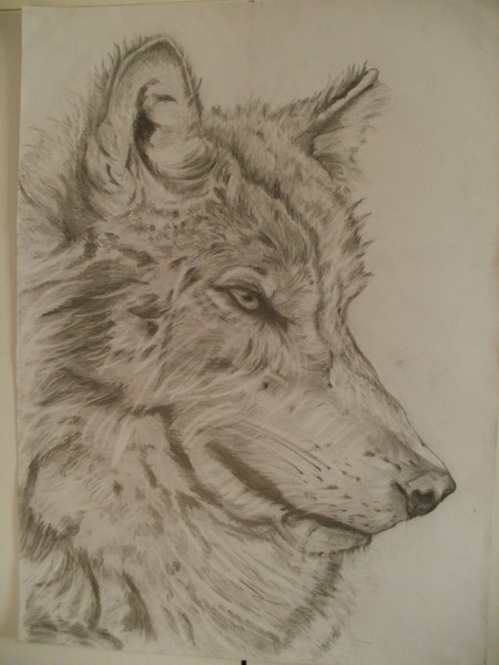 Wolf
