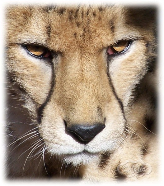 Cheetah face