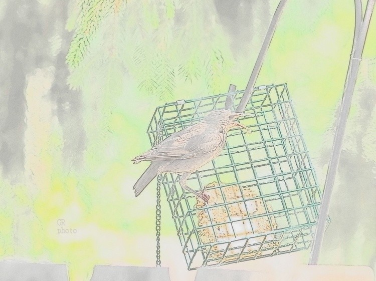 bird on feeder