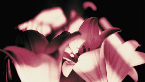Pink Lilies 
