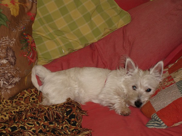 Dog Tired 2