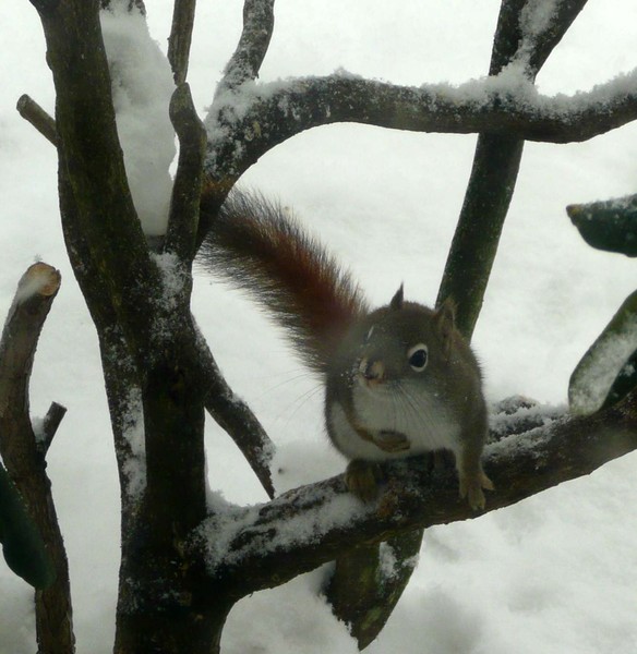 red squirrel