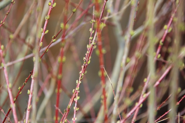 Baby Buds
