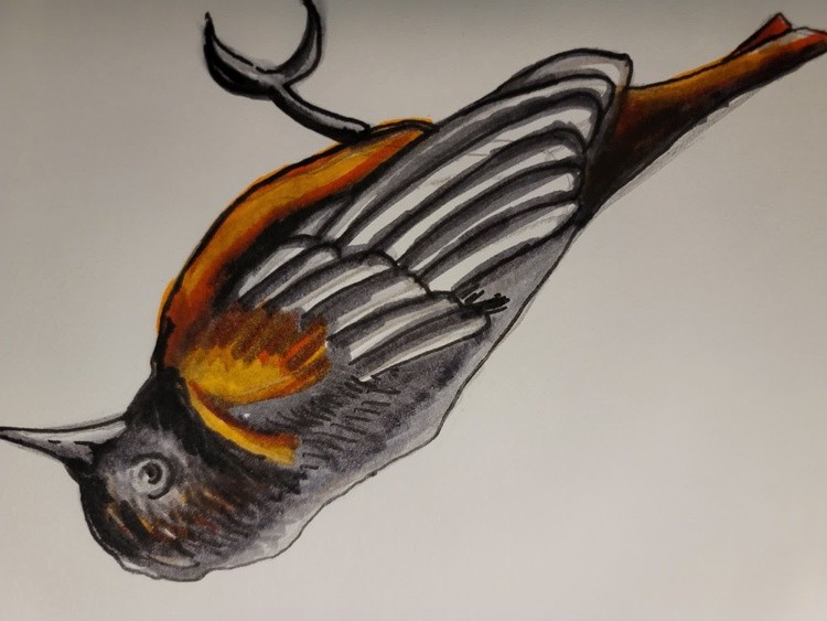 ORIOLE