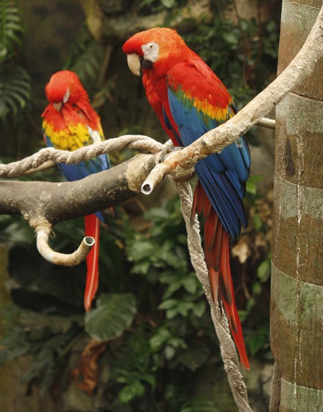 A pair of Birds