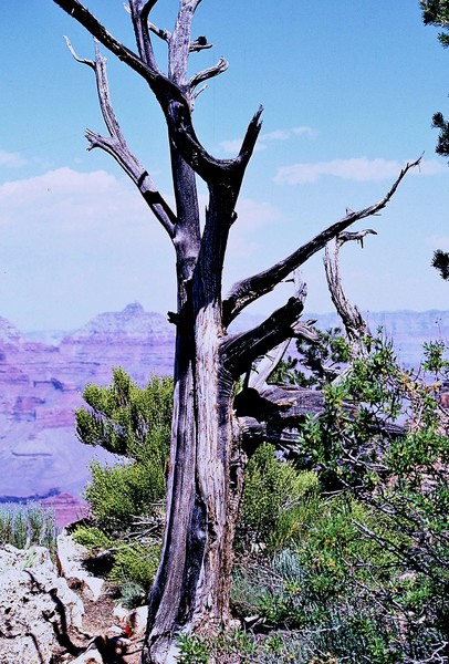 grand canyon