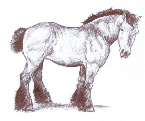 Draft Horse