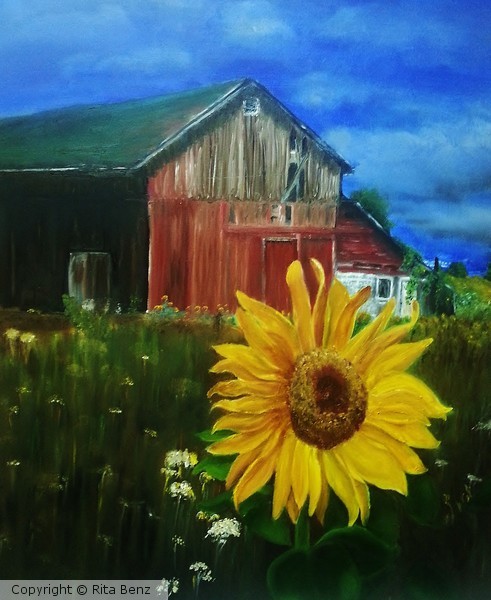 Sunflower farm