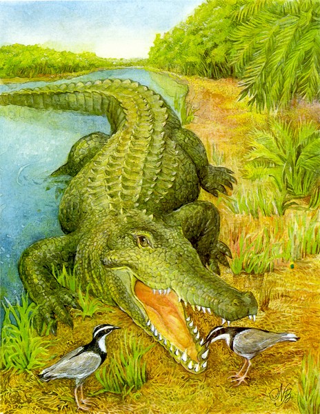 Crocodile