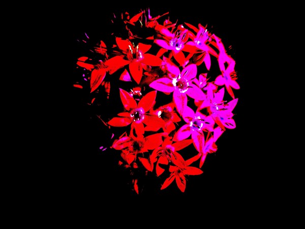 Heart (2)
