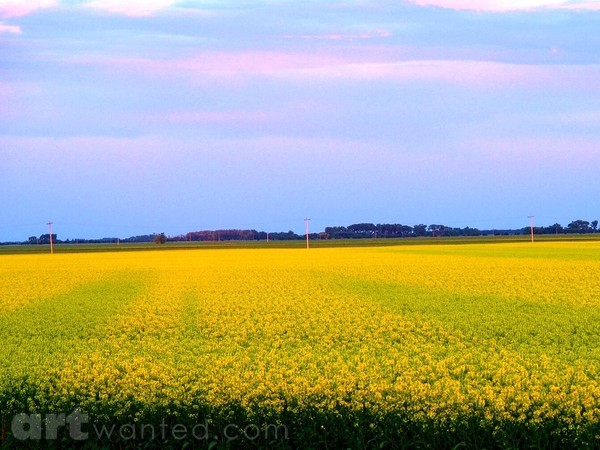 CANOLA FIELD