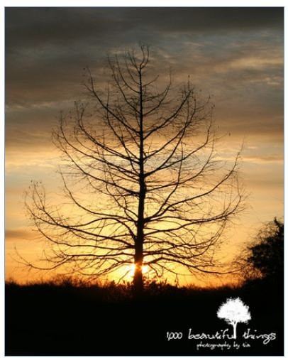 Dawn's Early Light