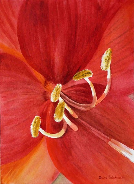 Red Amaryllis