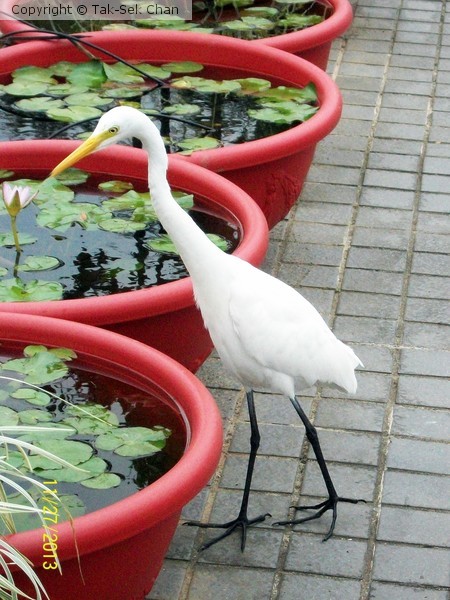 White Egret admiring White Lotus, Taiwan