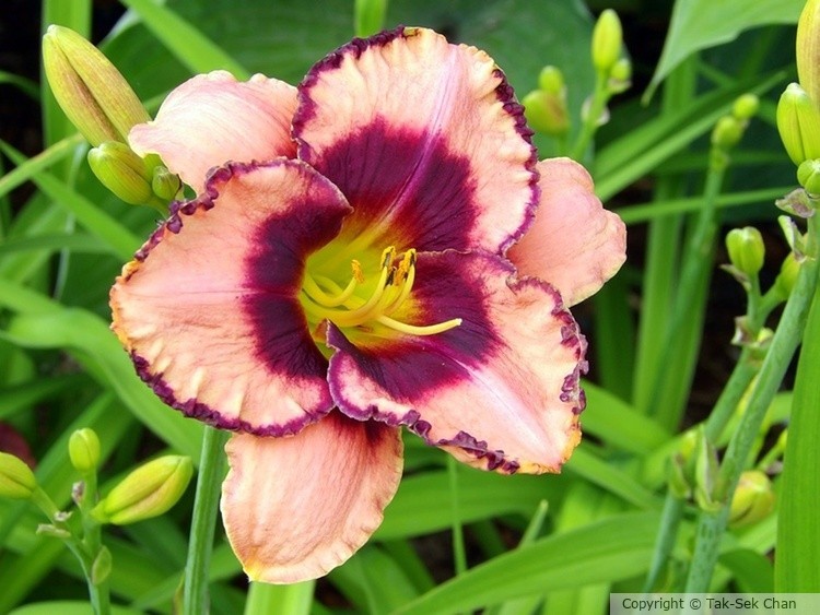 Daylily (Hemerocallis fulva), Russell's, Wayland, MA, USA, 06-29-2024