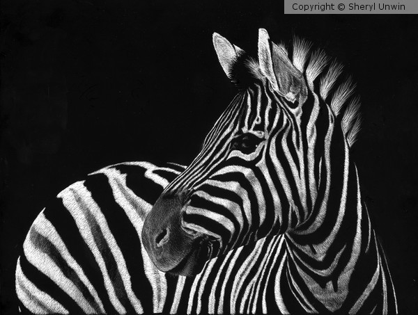 Zebra No. 3