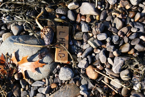 Beach Combing