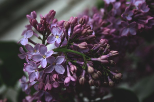 Lilac - in anticipation of