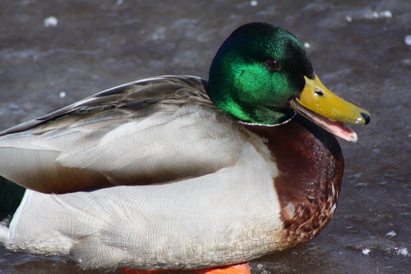 Male mallard duck