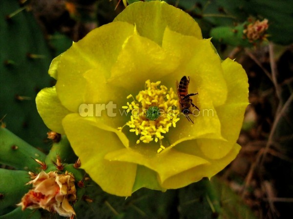 Cactus Flower