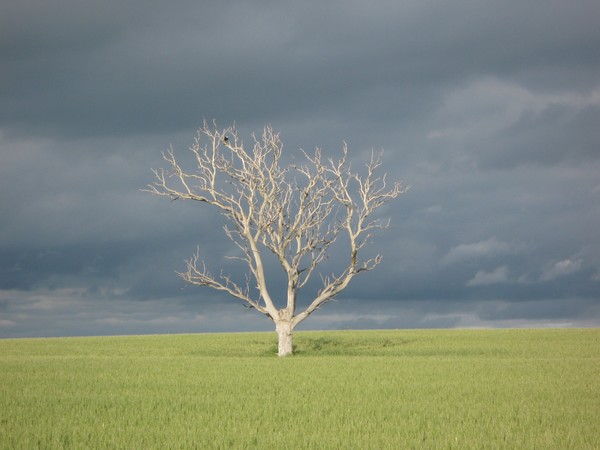 Tree near Woodchester