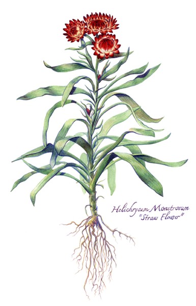 Straw Flower