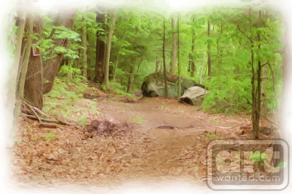 Path Through The Woods