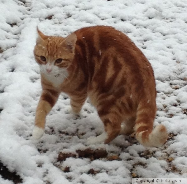 Orion's first snowy day