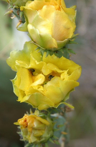 Cactus in bloom2