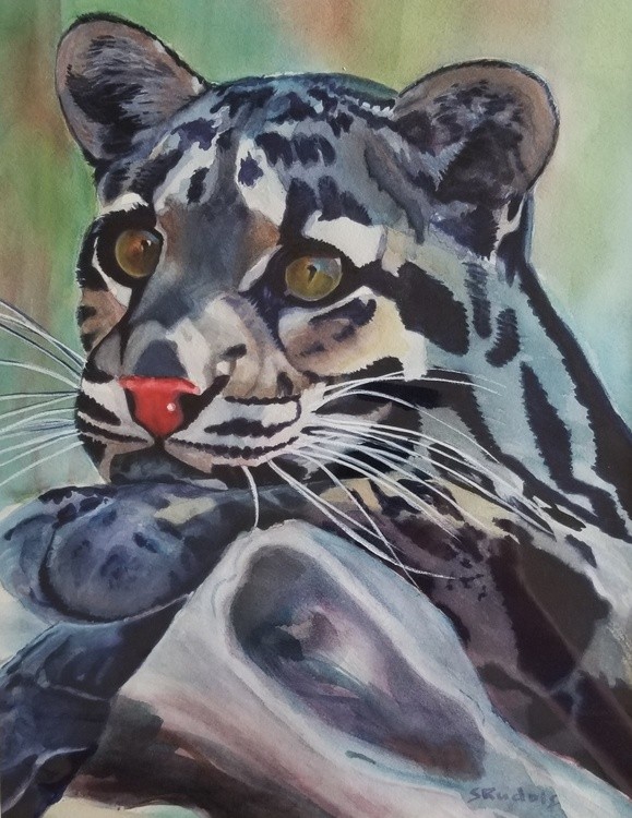cloudedleopard1