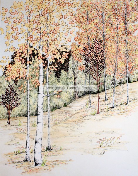 Fall Aspen Trees 