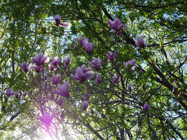 magnolia dream