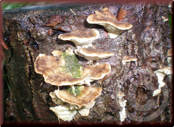 Mushroom.....  :) :)