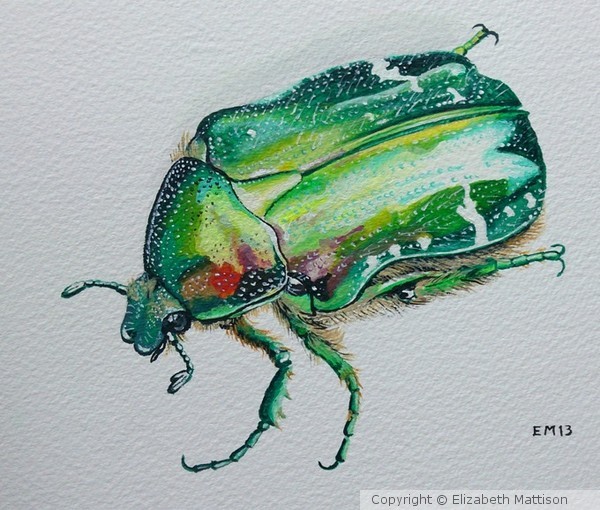 Rose Chafer