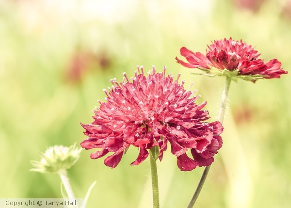Summer Cornflower
