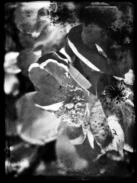 Knockout Roses No.1