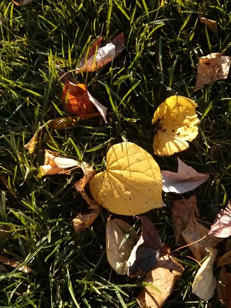 Autumn leaves
