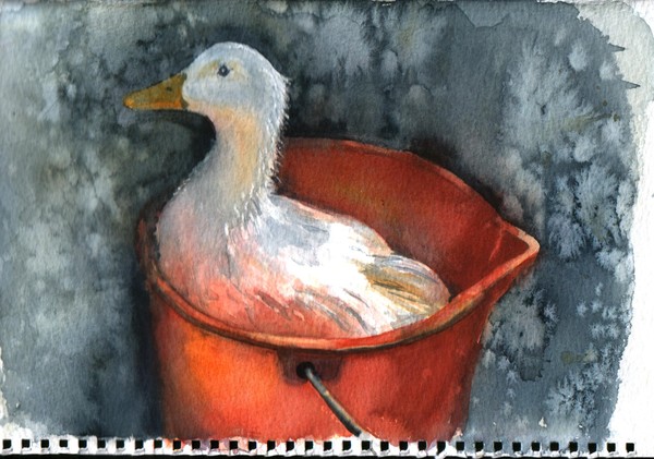 duck in bucket