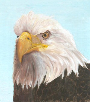 Bald Eagle