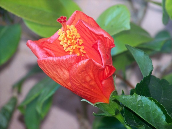 HALF OPEN ORANGE HIBISCUS