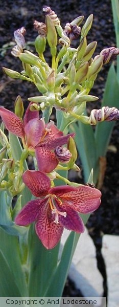 candy lily