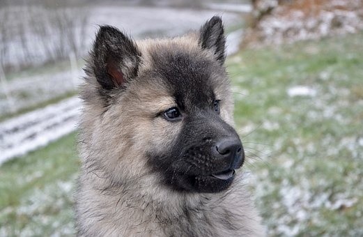puppies (82)