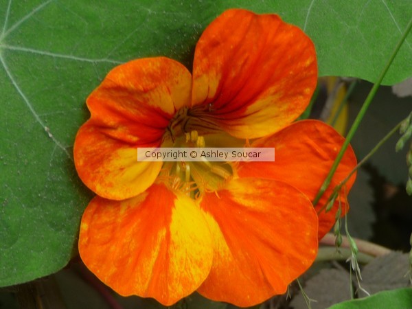 Orange Flower