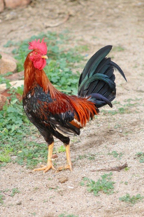 Karen Muro rooster