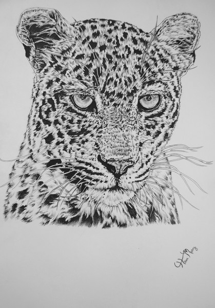 Leopard