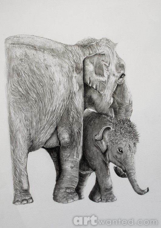 Following Mummy_ Indian Elephant0653